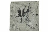 Jurassic Fossil Leaf (Ginkgo) Plate - England #242160-1